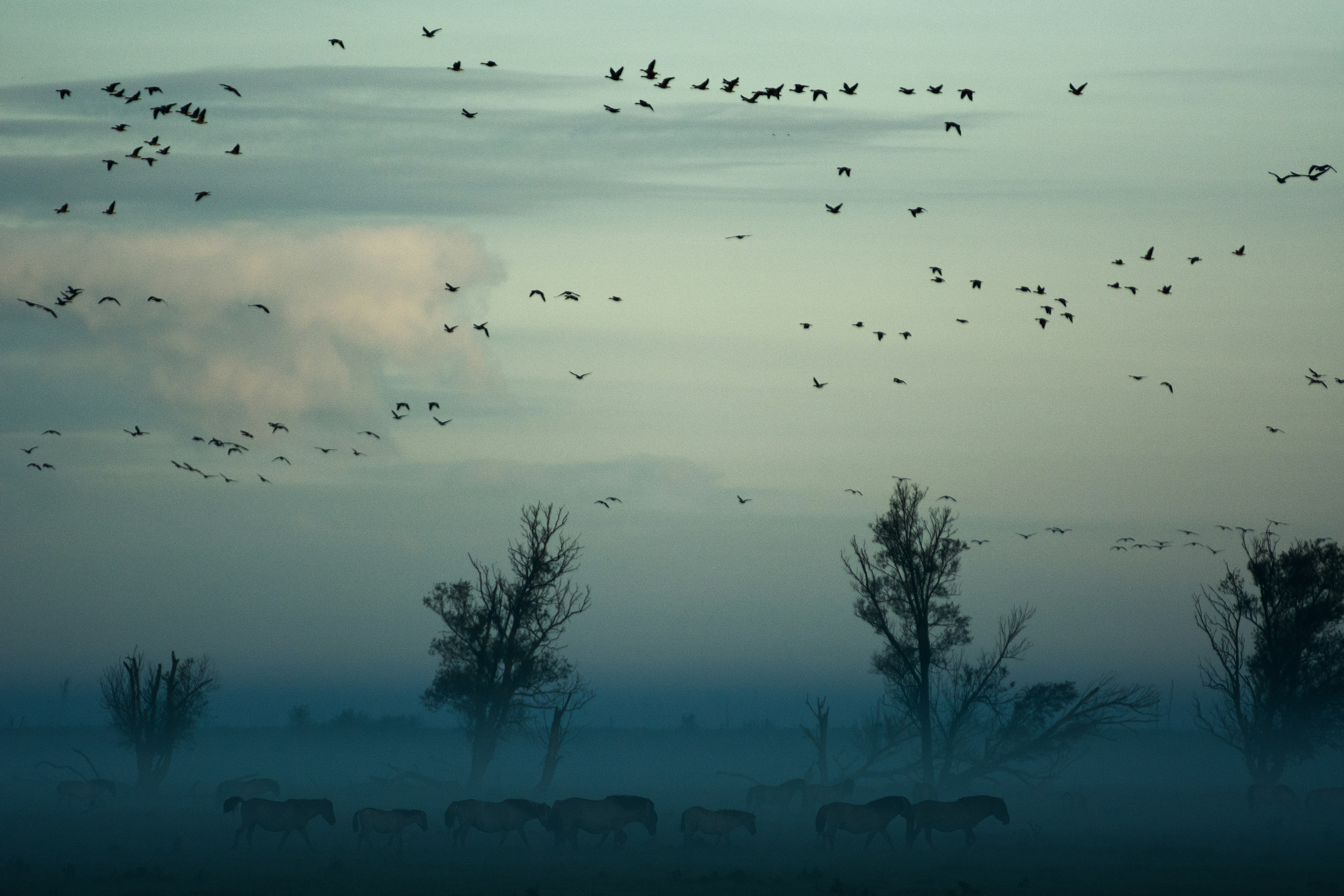 birds dusky landscape stock