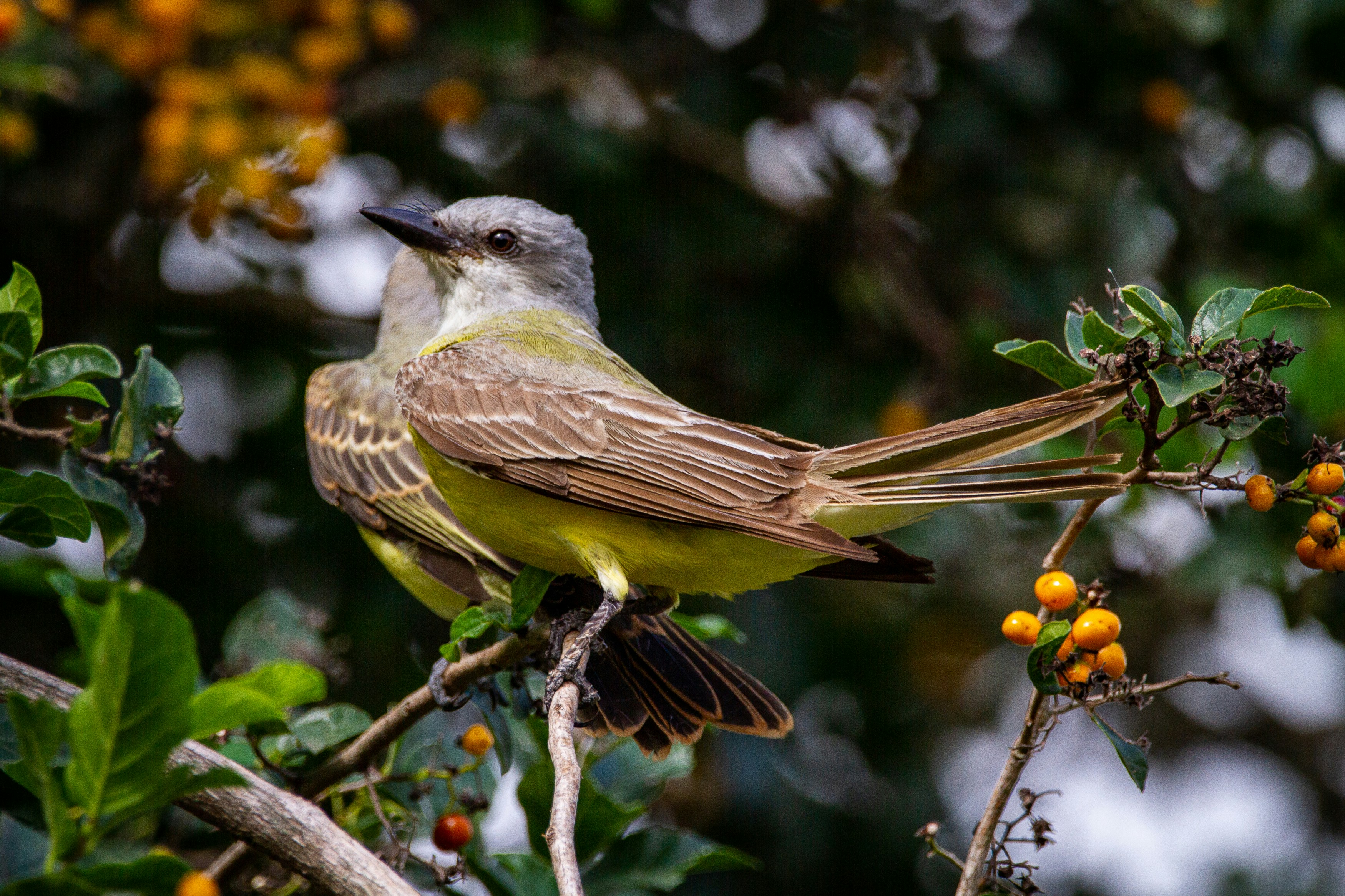 joshua-j-cotten-couchs kingbirds-Hazel Bazemore County Park-County Road 69