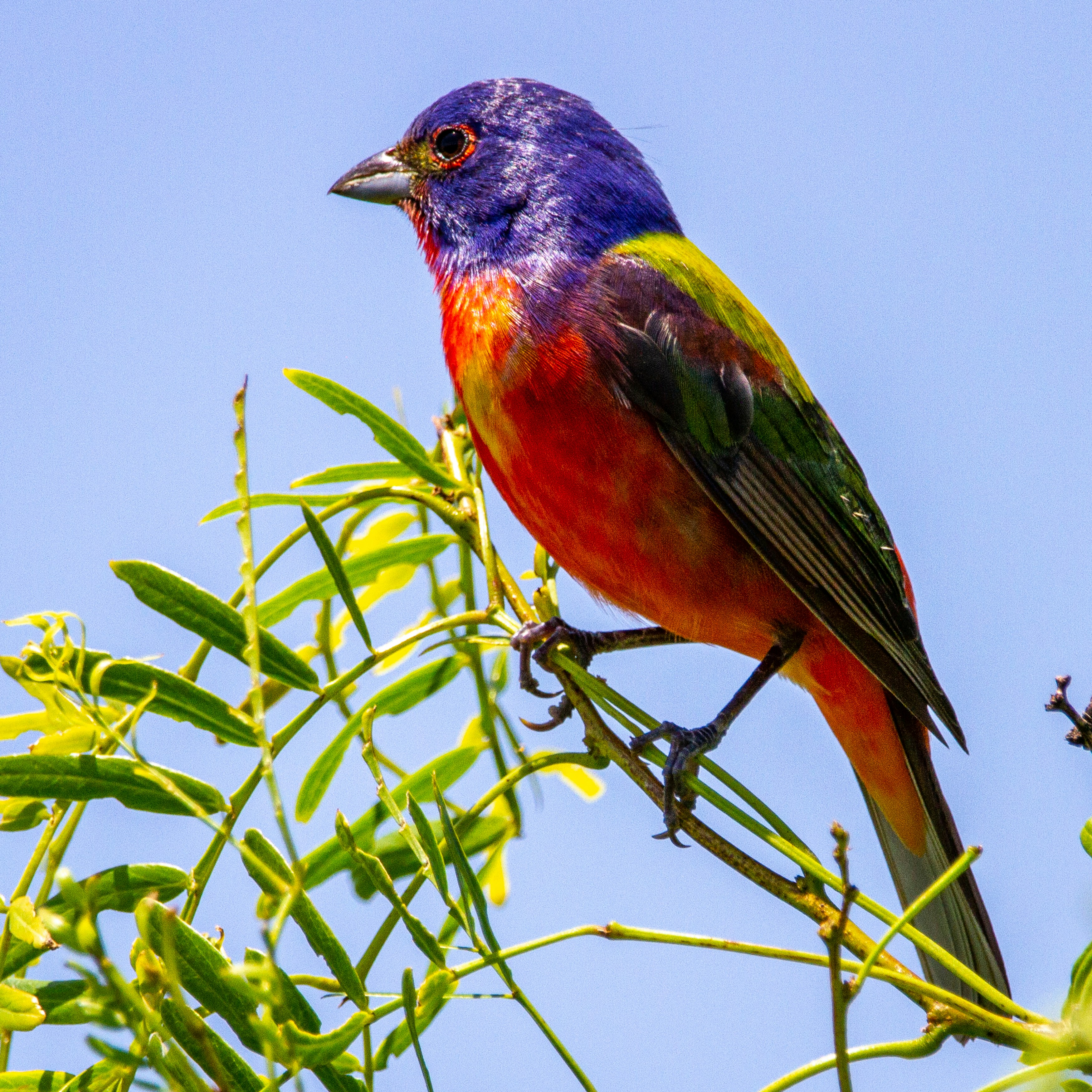 joshua-j-cotten-painted bunting-Oso Bay Wetlands Preserve