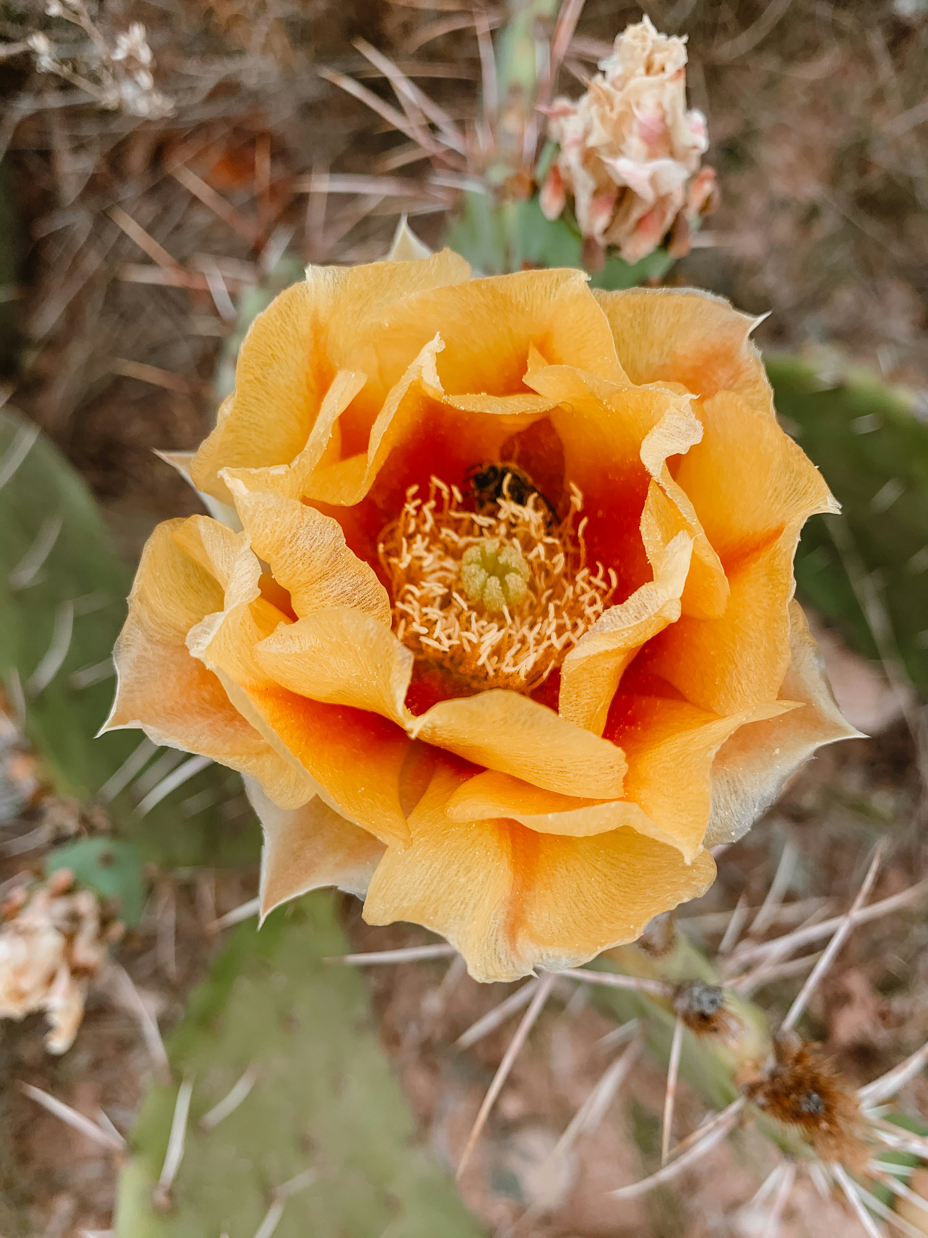 San Angelo cactus bloom by Courtney Rose