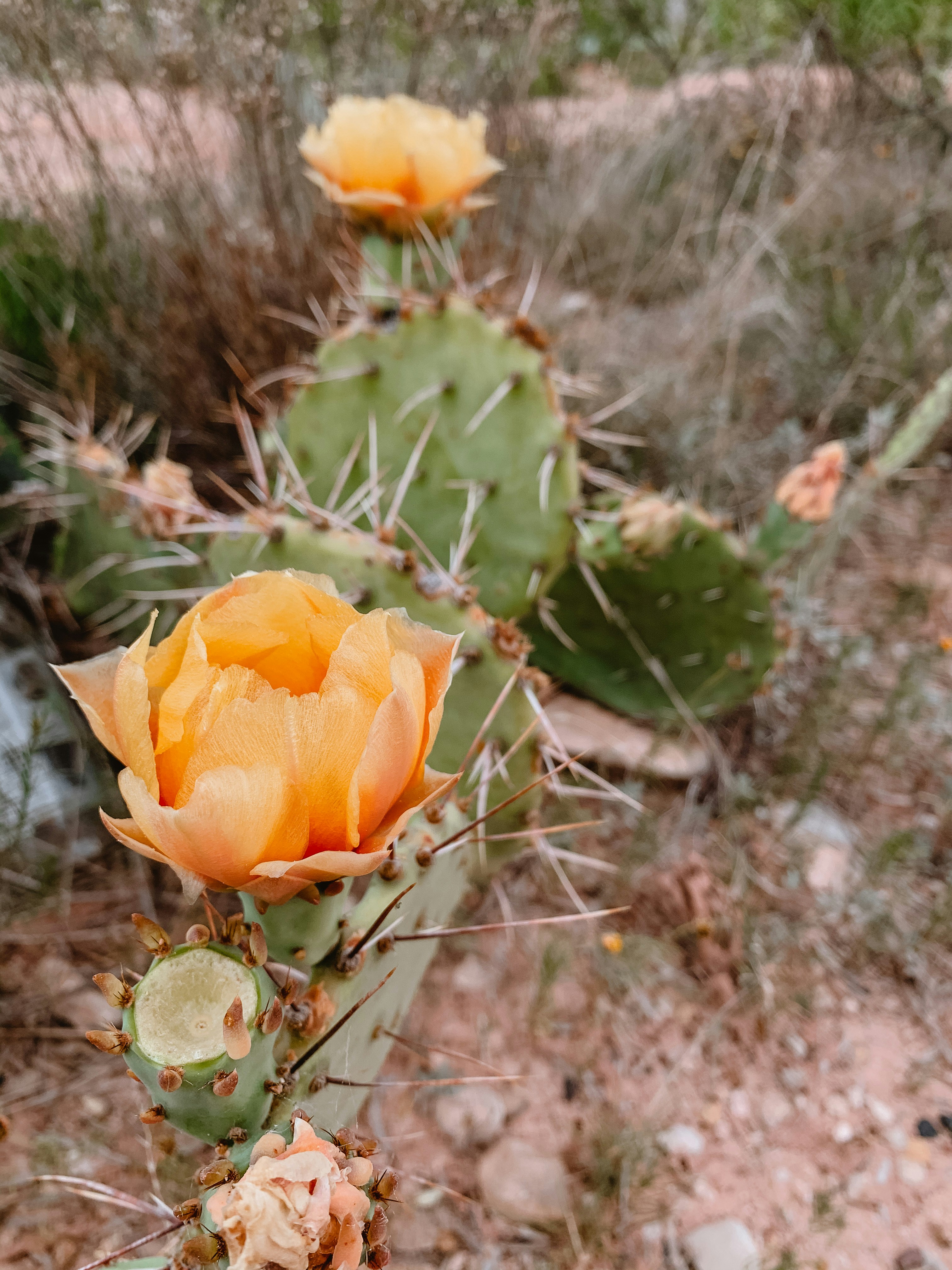 San Angelo cactus by Courtney Rose