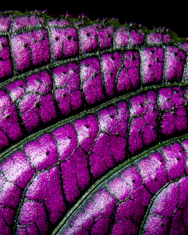 Close up image of a brilliant purple plant leaf. The dark green and black ribs and veins of the leaf curve up and to the right.