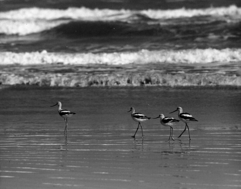 American Avocet along the shore.