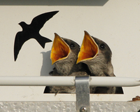 Two Purple Martin Chicks next to each other looking off to a bird flying with their beaks open. With a white background and a hand railing that is white and light gray color. There is a graphic of a flying bird near to where the two Purple Martin Chicks have their open beaks pointed at. 