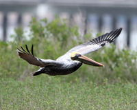 A Brown Pelican in mid shot while in mid flying position close to the grass land.  There is grass underneath the bird and behind the bird and there is water behind the grass that's behind the bird.