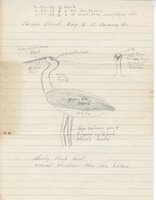 Drawn with pencil on lined notebook paper. Sketch of profile of a bird in the center of the page with smaller, front-facing view of bird on right-hand side. At the top of the page a tile reads "Corpus Christi Bay @ 111 Causeway Dr." Several dates on the top of the page. 