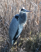 The Great Blue Heron is in the center of the shot standing in tall grass. It is standing with its head near its body and their wings tucked in. From the photos perspective it looks like the Great Blue Heron is facing east. 