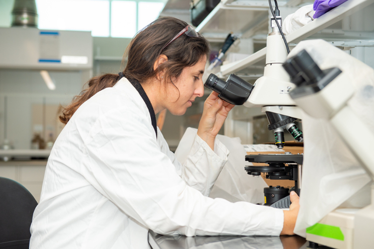 Dr. Dara Orbach peers through a microscope in her Tidal Hall lab.