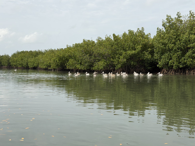 From+the+Island+to+The+Gambia%3A+Mangrove+Research+Spans+Continents