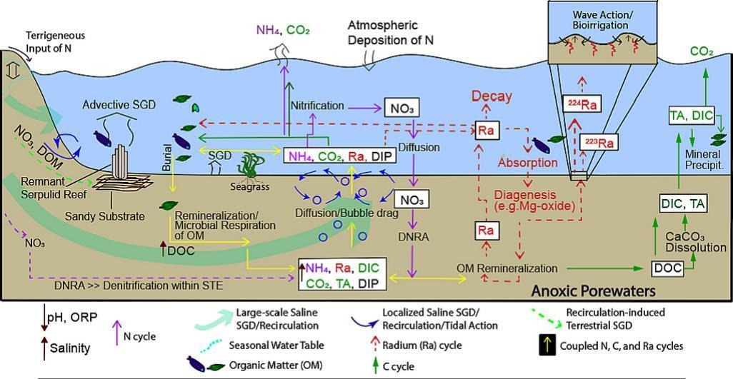 Graphical Abstract showing nutrient cycling in a shallow estuary